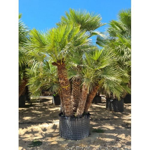 Chamaerops Humilis Exemplaire -13º/-15º Preguntar Precio